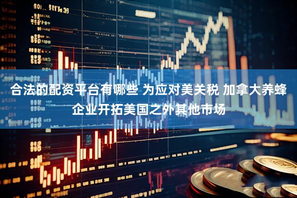 合法的配资平台有哪些 为应对美关税 加拿大养蜂企业开拓美国之外其他市场