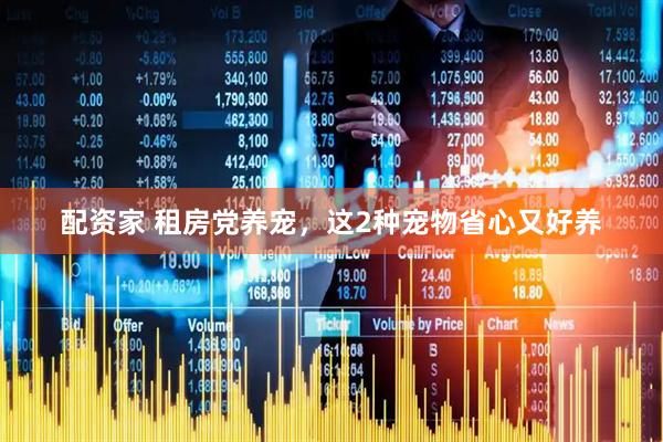 配资家 租房党养宠，这2种宠物省心又好养